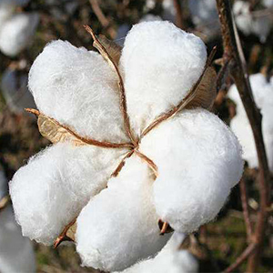 cotton pant